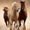 Puzzle – 500 Piece Jigsaw Puzzle for Adults and Kids Featuring Horses Running at Sunset, Premium Quality with Perfect Fit Pieces for Relaxing and Educational Fun - Image 2